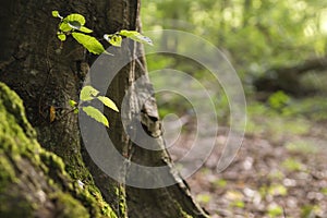 Detail of green tree leaves and trunk