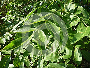 Detail of a green wallnut leaf