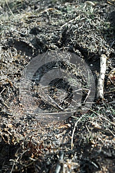 Detail of grey, brown mud on the ground: footprints and wet grass