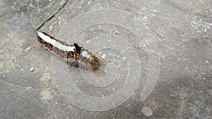 Detail of a Grey Dagger Moth Caterpillar (Acronicta psi