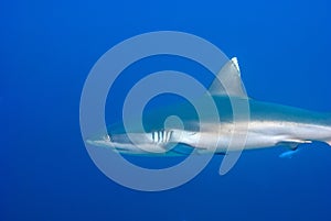 Detail of a grey reef shark Carcharhinus amblyrhynchos