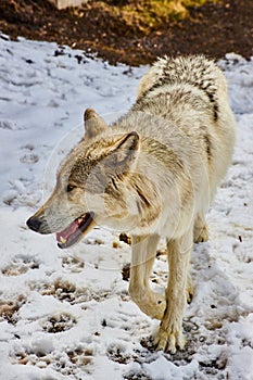 Detail of grey and white wolf walking in snow