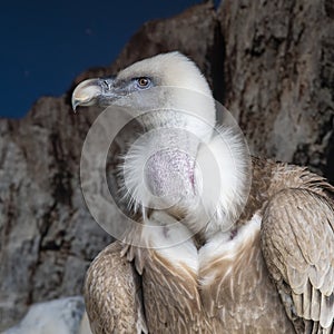 Detail of a Griffon Vulture, gyps fulvus, in captivity photo