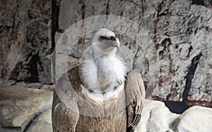 Detail of a Griffon Vulture, gyps fulvus, in captivity photo