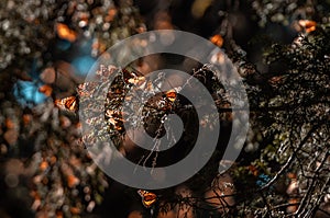 Detail of a group of Monarch Butterflies Danaus plexippus resting on a pine branch and sunbathing photo