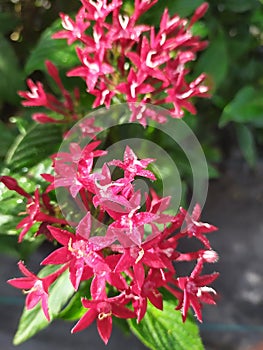 Detail of a group of red Lucky Star flowers. Detalle de un grupo de flores Pentas de color rojo