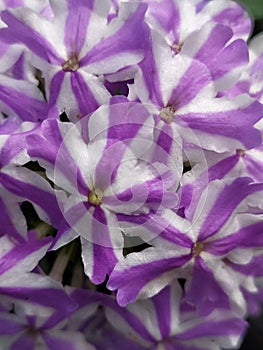 Detail of a group of white Vervain flower with lilac stripes. Detalle de un grupo de flores Verbena blancas con rayas lilas photo