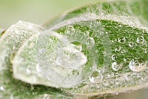 Detail of the hairy leaves of a Tradescantia sillamontana plant