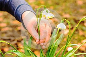 A detail of a hand busting a law protected flower