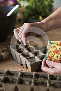 Close up of hand sows flower seeds photo