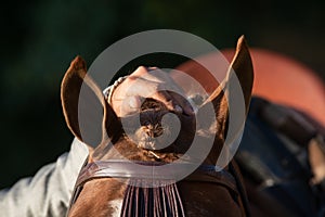 Detail of a hand stroking the ears of a doma vaquera horse photo