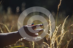 Detail of hands caressing the tall grass at sunset