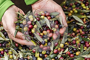 Detail of hands collecting olives in harvesting season to make extra virgin olive oil, Priorat, Tarragona, Spain.CR2
