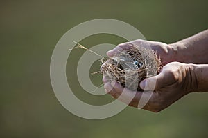 Detail of hands holding an empty bird's nest fallen from a tree. Concept nature, birds, eggs, nest.