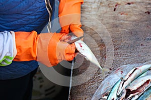Detail of hands in orange gloves that are gutting small fish. By the fish processing it is necessary to pull the guts out