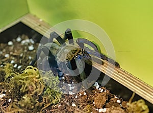 detail of haplopelma lividum in a natural museum