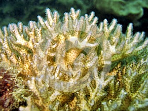 Detail - Hard Coral photo
