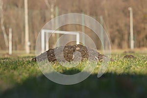 Detail on hard working and industriousness small blinded animal european mole. Huge scoop of earth. Talpa europaea Devastate photo