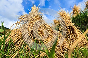 Detail of hay stacks drying on rice fields