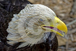 Detail of the head of the 22-year-old Bald eagle