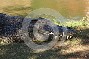 The detail of the head of American alligator Alligator mississippiensis with big teeth and water dam in background