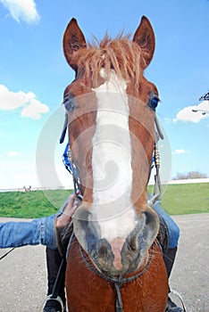 The detail of the head of animal horse