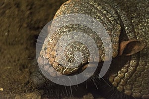 Detail of the head of an armadillo