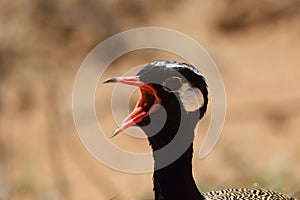 Detail of head of Black korhaan Eupodotis afra while calling with open beak in the brown background photo