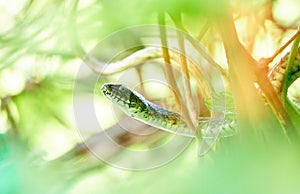 Detail of head black snake on a tree Natrix tessellata