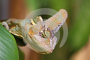 Detail of the head of a chameleon