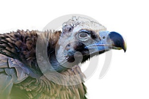 Detail of the head of cinereous vulture Aegypius monachus or black vulture, monk vulture, or eurasian black vulture with