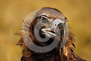 The detail of the head of cinereous vulture Aegypius monachus or black vulture, monk vulture, or eurasian black vulture with