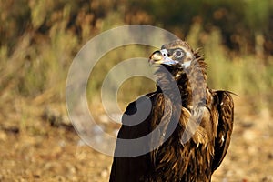 The detail of the head of cinereous vulture Aegypius monachus or black vulture, monk vulture, or eurasian black vulture with