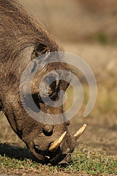 The detail of the head of common warthog Phacochoerus africanus with green background. Wild pig with massive fangs eating grass