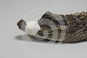 Detail of the head of a crocodile with its mouth immobilized by a bandage in a white background. Left side