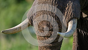 Detail of the head and an elephant tusk. Africa. Kenya. Tanzania. Serengeti. Maasai Mara.