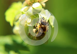 A detail on head and feelers of european honey bee, apis mellifera, sitting on raspberry bloom.