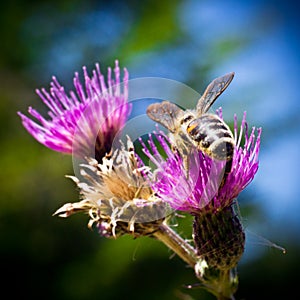 A detail on head and feelers of european honey bee, apis mellifera, sitting on thistle bloom. Body is full of pollen.