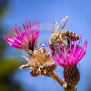 A detail on head and feelers of european honey bee, apis mellifera, sitting on thistle bloom. Body is full of pollen.