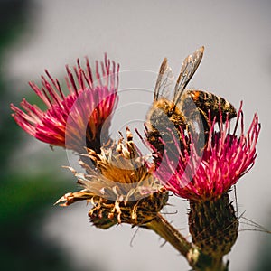 A detail on head and feelers of european honey bee, apis mellifera, sitting on thistle bloom. Body is full of pollen.