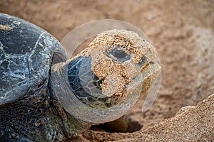 Detail of a head of a green sea turtle in a sand nest on the beach, Ascension island.