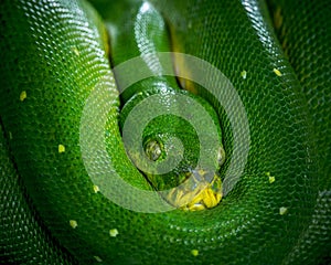 Detail of the head of a green tree python, Morelia viridis.