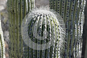 Hairy cactus head under the sun photo