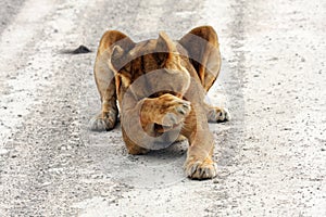 The detail of the head of lioness Panthera leo with brown and green background. Kalahari lioness in a untypical position