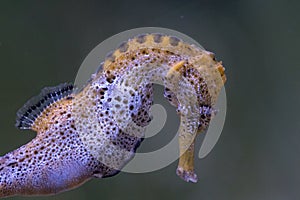 Detail of the head of longsnout seahorse