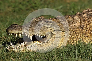 The detail of head of nile crocodile Crocodylus niloticus lying in the grass