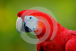 Detail head of parrot Scarlet Macaw, Ara macao, red head portrait in dark green tropical forest, Costa Rica. Wildlife scene from n
