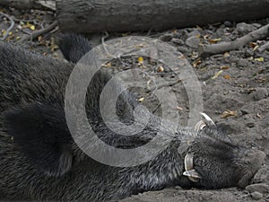 Detail of head pig wild and boar tusks