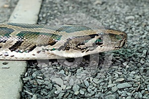 Detail of the head of python