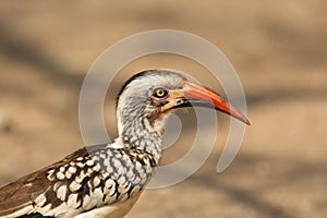Detail of head of the southern red-billed hornbill Tockus rufirostris with yellow background